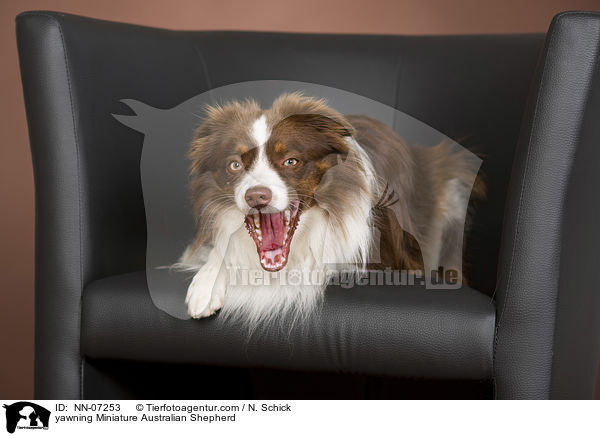 ghnender Miniature Australian Shepherd / yawning Miniature Australian Shepherd / NN-07253