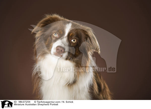 Miniature Australian Shepherd Portrait / Miniature Australian Shepherd Portrait / NN-07254