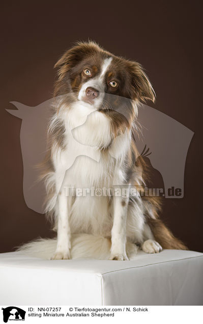 sitzender Miniature Australian Shepherd / sitting Miniature Australian Shepherd / NN-07257
