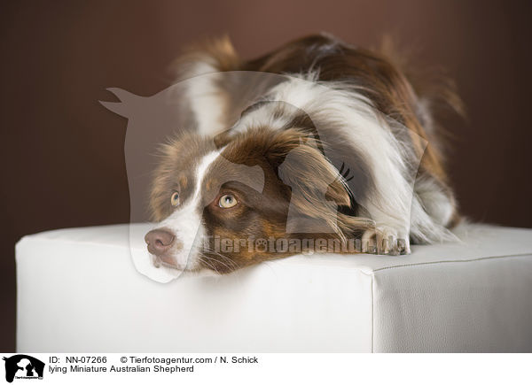 liegender Miniature Australian Shepherd / lying Miniature Australian Shepherd / NN-07266