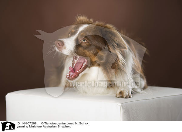 ghnender Miniature Australian Shepherd / yawning Miniature Australian Shepherd / NN-07268