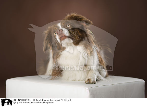 liegender Miniature Australian Shepherd / lying Miniature Australian Shepherd / NN-07269