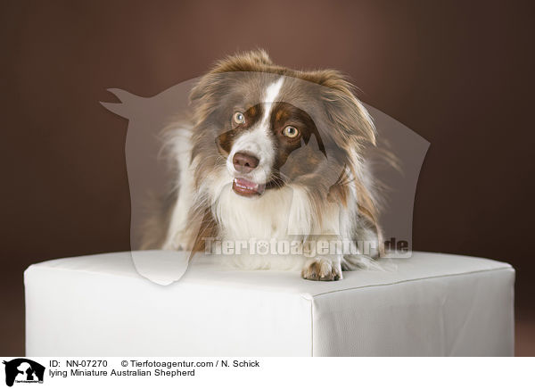 liegender Miniature Australian Shepherd / lying Miniature Australian Shepherd / NN-07270