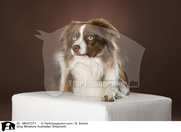 lying Miniature Australian Shepherd / NN-07271