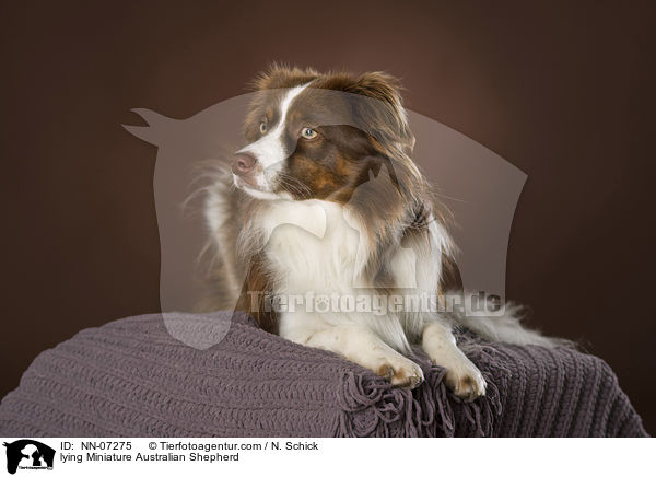 lying Miniature Australian Shepherd / NN-07275
