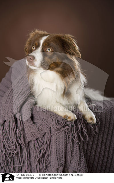 lying Miniature Australian Shepherd / NN-07277