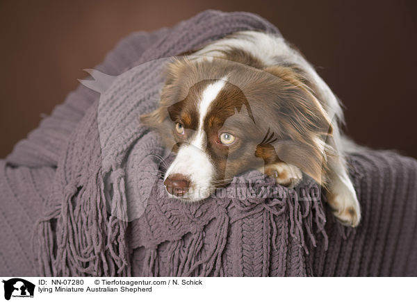 lying Miniature Australian Shepherd / NN-07280