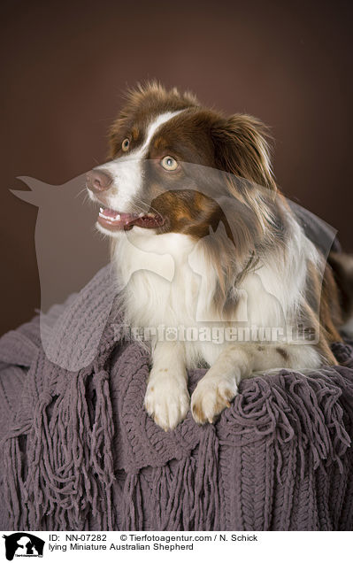lying Miniature Australian Shepherd / NN-07282