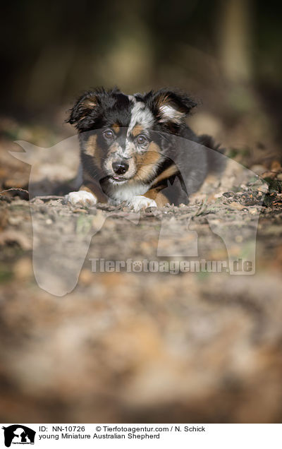 young Miniature Australian Shepherd / NN-10726