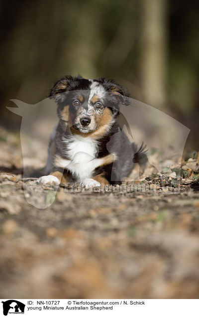 young Miniature Australian Shepherd / NN-10727