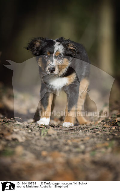 young Miniature Australian Shepherd / NN-10728