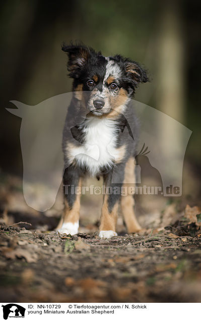young Miniature Australian Shepherd / NN-10729