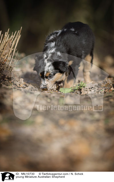young Miniature Australian Shepherd / NN-10730