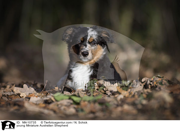 young Miniature Australian Shepherd / NN-10735