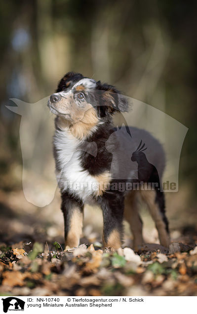 young Miniature Australian Shepherd / NN-10740