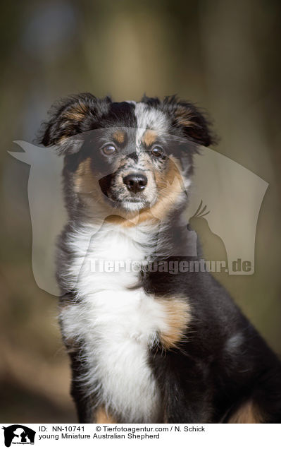 young Miniature Australian Shepherd / NN-10741