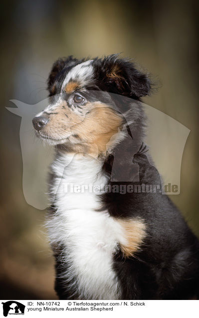 young Miniature Australian Shepherd / NN-10742
