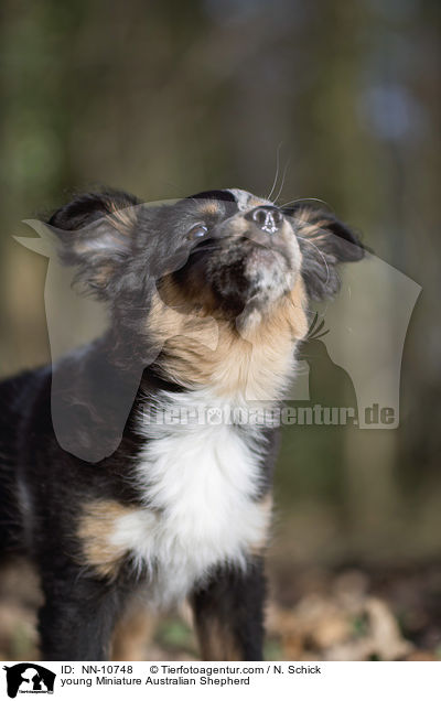 young Miniature Australian Shepherd / NN-10748