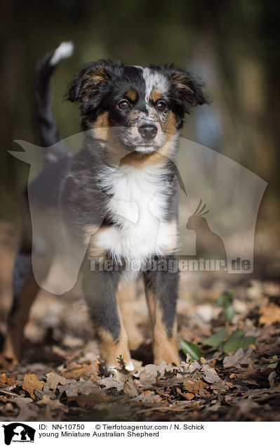 young Miniature Australian Shepherd / NN-10750
