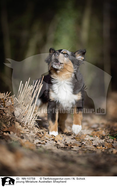 young Miniature Australian Shepherd / NN-10758