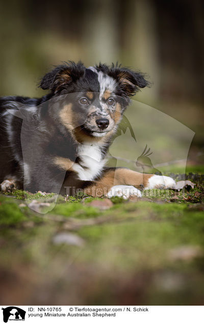 young Miniature Australian Shepherd / NN-10765