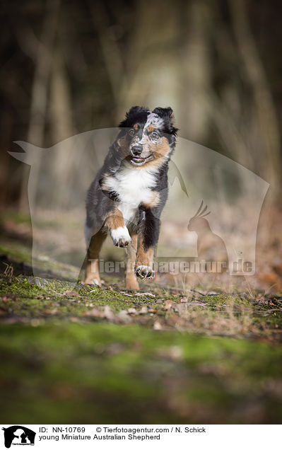 young Miniature Australian Shepherd / NN-10769