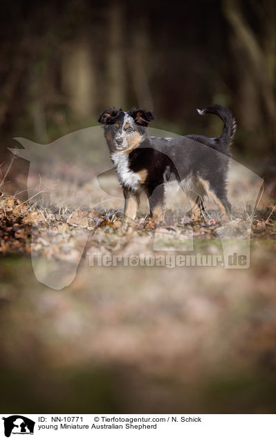 young Miniature Australian Shepherd / NN-10771