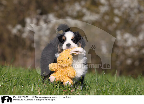 Miniature Australian Shepherd Puppy / JH-20977