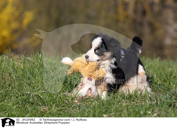 Miniature Australian Shepherd Puppies / JH-20982