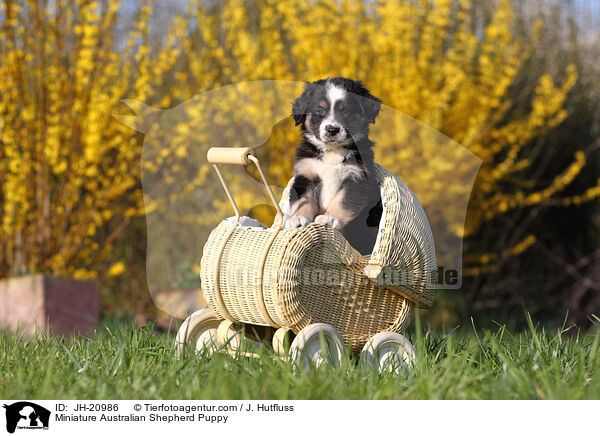 Miniature Australian Shepherd Welpe / JH-20986