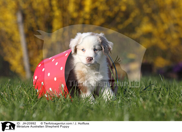 Miniature Australian Shepherd Puppy / JH-20992