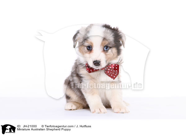 Miniature Australian Shepherd Puppy / JH-21000