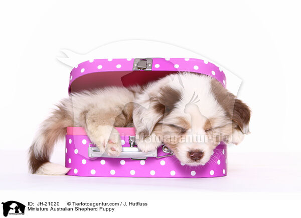 Miniature Australian Shepherd Welpe / Miniature Australian Shepherd Puppy / JH-21020