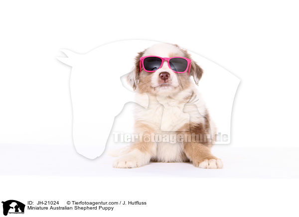 Miniature Australian Shepherd Welpe / Miniature Australian Shepherd Puppy / JH-21024