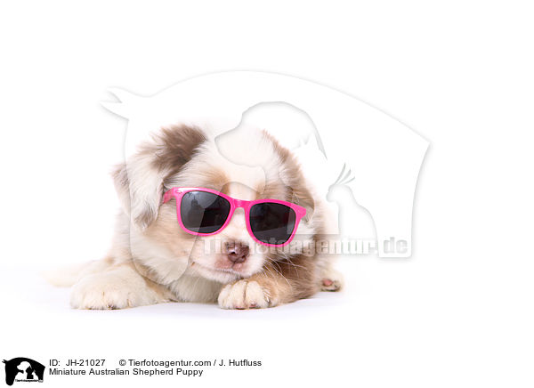 Miniature Australian Shepherd Puppy / JH-21027