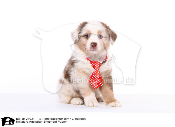 Miniature Australian Shepherd Puppy / JH-21031