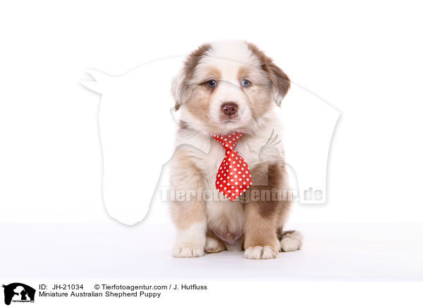 Miniature Australian Shepherd Puppy / JH-21034