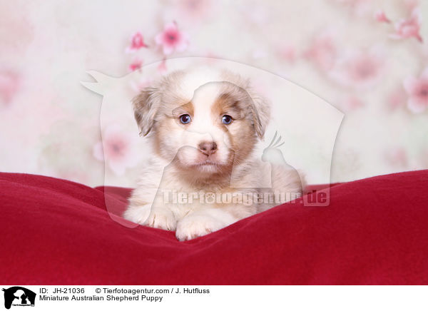 Miniature Australian Shepherd Puppy / JH-21036