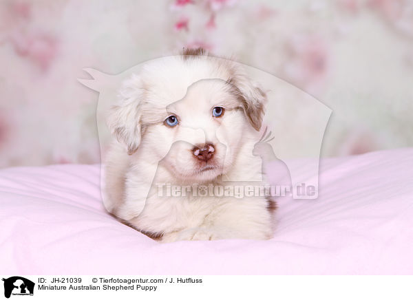 Miniature Australian Shepherd Puppy / JH-21039