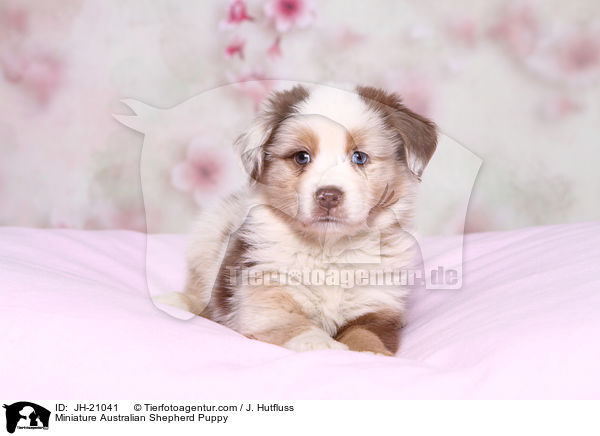 Miniature Australian Shepherd Puppy / JH-21041