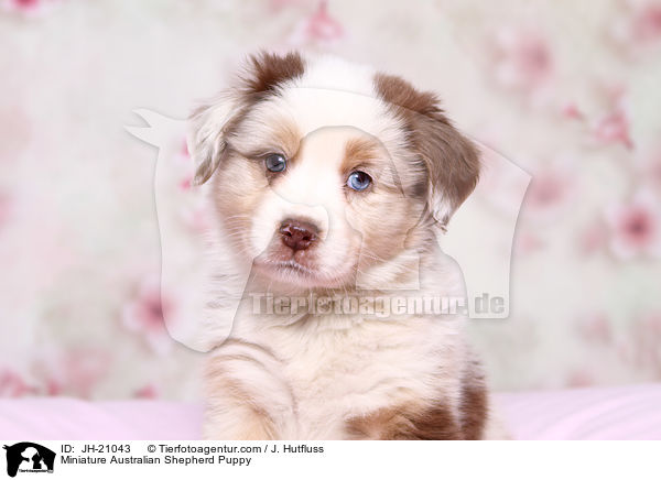 Miniature Australian Shepherd Puppy / JH-21043