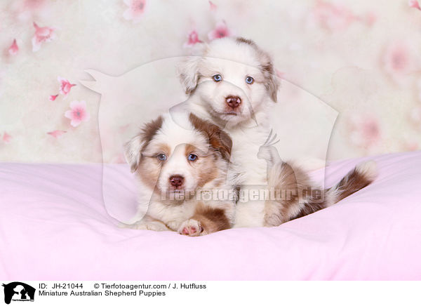 Miniature Australian Shepherd Puppies / JH-21044
