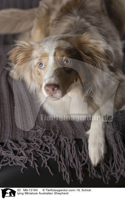 lying Miniature Australian Shepherd / NN-13184