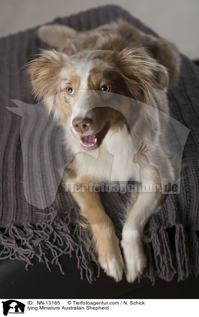 lying Miniature Australian Shepherd / NN-13185