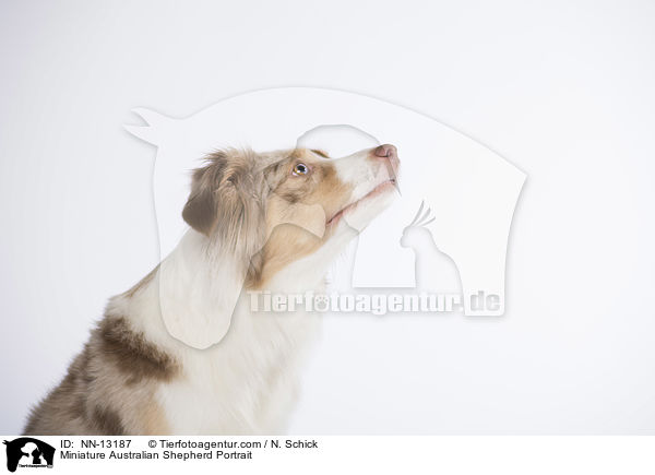 Miniature Australian Shepherd Portrait / NN-13187