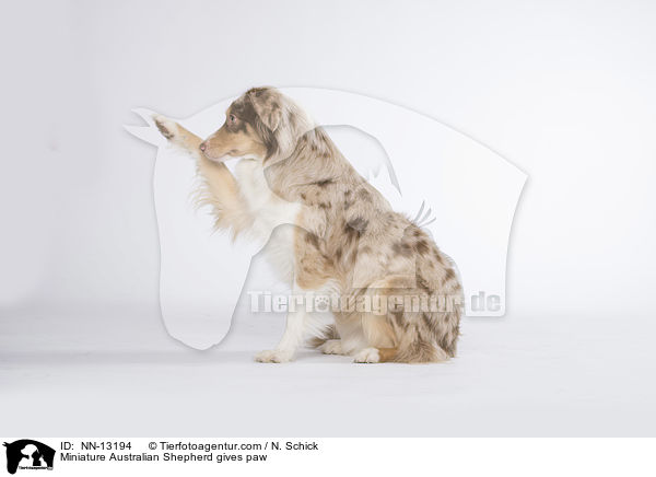 Miniature Australian Shepherd gives paw / NN-13194