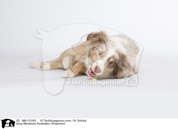 lying Miniature Australian Shepherd / NN-13195