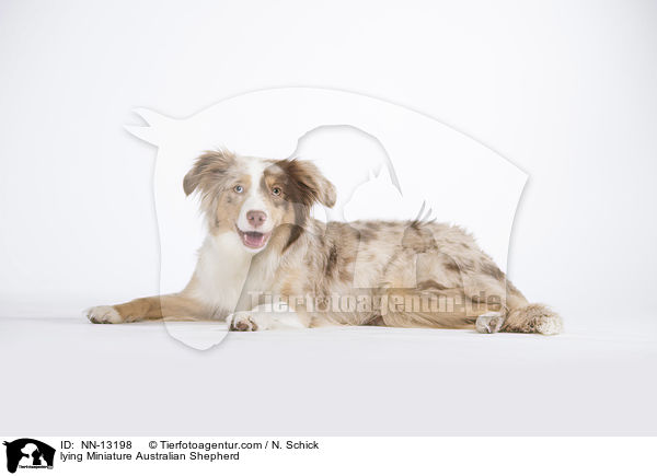 lying Miniature Australian Shepherd / NN-13198