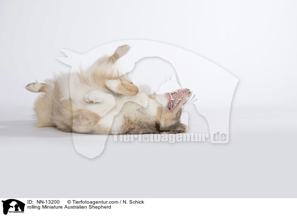 rolling Miniature Australian Shepherd / NN-13200