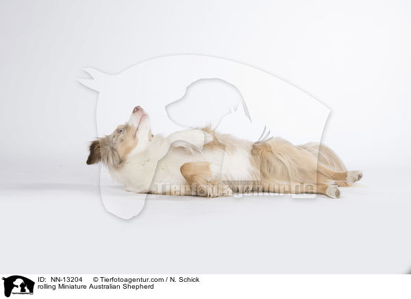 rolling Miniature Australian Shepherd / NN-13204